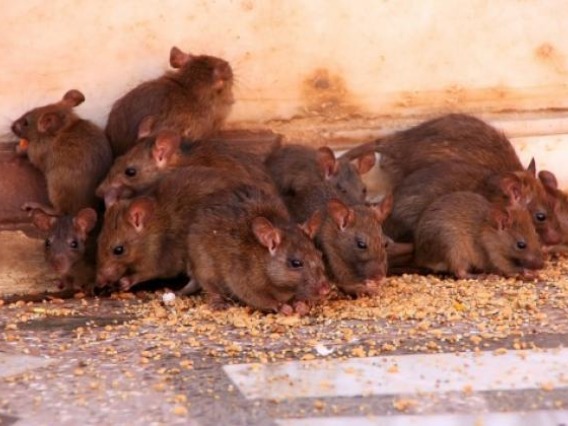 Reducing Rat Populations Through UA-invented Humane Fertility Control