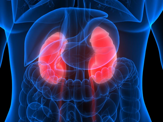 kidney