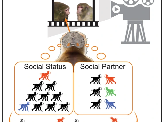 Cartoonish diagram depicting a money regarding a projector screen showing a film of two moneys.  Below the spectating monkey are two diagrams depicting different groups of monkeys to illustrate the data sets contained within the paper.