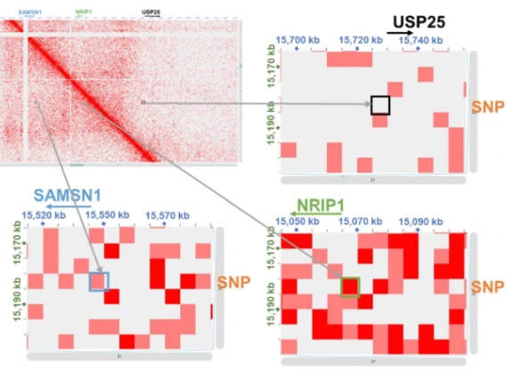 Fig. 5: BP-associated noncoding SNP rs1882961 interacts with NRIP1 promoter 119 kbp away and influences NRIP1 expression.