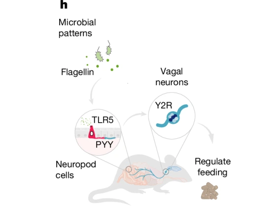 Cartoon summarizing the contents of the paper, depicting a mouse, neuropod cells and vagal neurons