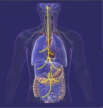 Internal system