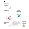 A graphical depiction showing the relationships between PYY, Y2R, flagellin and a mouse.  The diagram is a visual representation of the elements discussed in the paper.
